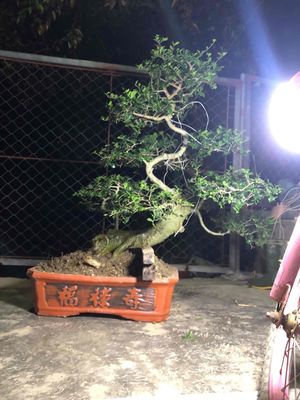 bonsai duối dáng long. Mua bán Cây cảnh, đồ trang trí tại Thành phố Vinh Nghệ An được đăng bởi bảo ngọc