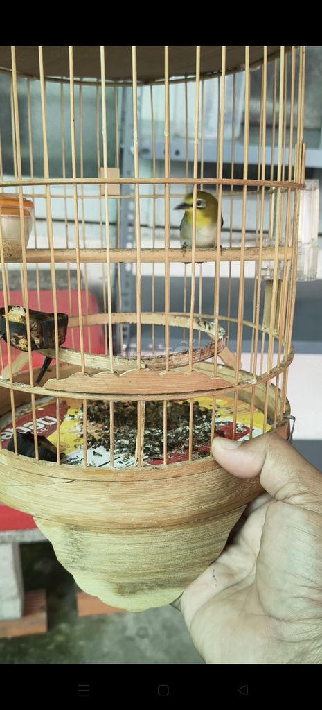 Chim Khoen Đực Vàng xanh 1 năm. Mua bán Chim tại Huyện Bình Chánh Tp Hồ Chí Minh được đăng bởi Bùi Tuấn Đạt  hình 1