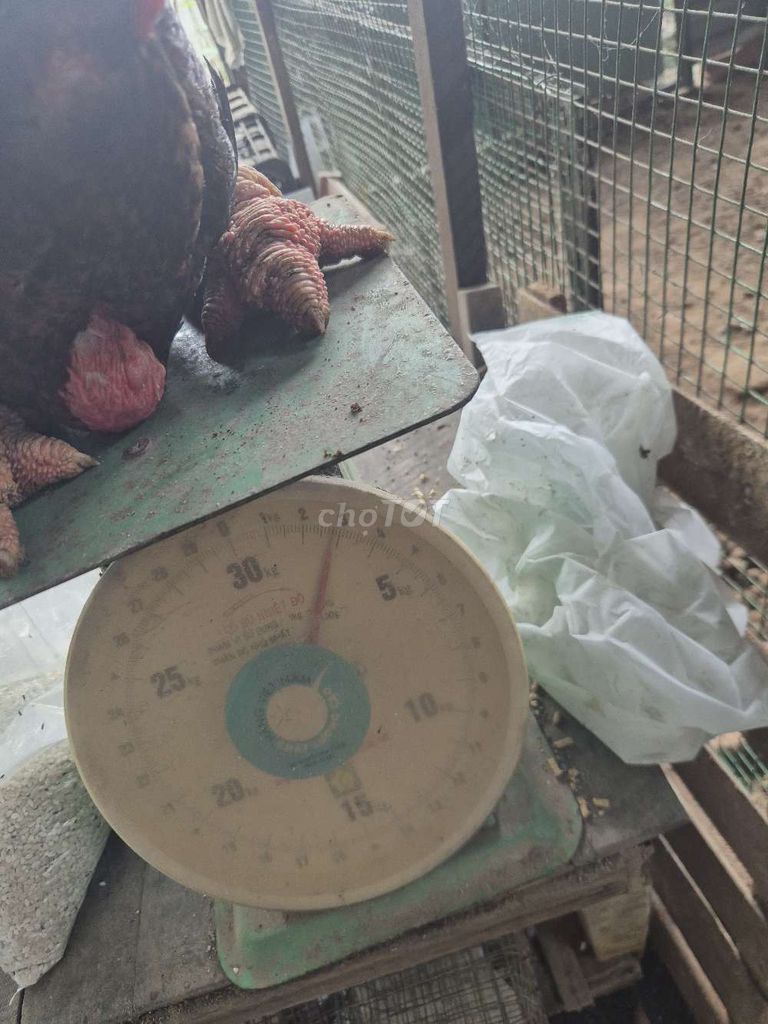 Gà Đông Tảo trống 5 tháng. Mua bán Gà tại Huyện Hóc Môn Tp Hồ Chí Minh được đăng bởi phan hưng hình 1