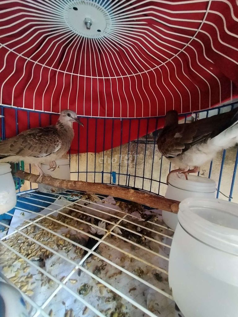 cu gáy non. Mua bán Chim tại Quận Bắc Từ Liêm Hà Nội được đăng bởi Việt Tùng hình 1