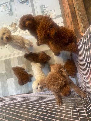 Chó Poodle Nâu trắng