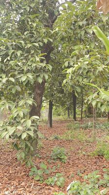 🌲Bán Đất Vườn 🍓 Bình Nhâm 🍎 Thuận An 🍒Bình Dương