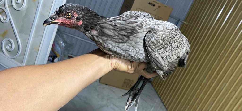 gà mái bon mẽ giõi có ship. Mua bán Gà tại Thành phố Hồng Ngự Đồng Tháp được đăng bởi chú bộ đội nhân võ hình 1