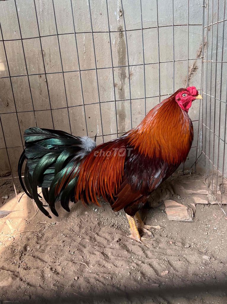 Gà phèn vàng 2kg9. Mua bán Gà tại Thành phố Châu Đốc An Giang được đăng bởi Thiện Nhân hình 1
