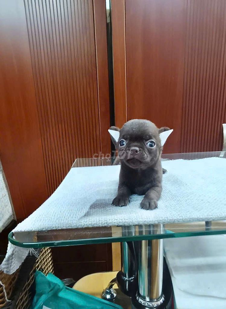 Chó Chihuahua đực socola. Mua bán Chó tại Quận Bình Thạnh Tp Hồ Chí Minh được đăng bởi Thanh hình 1