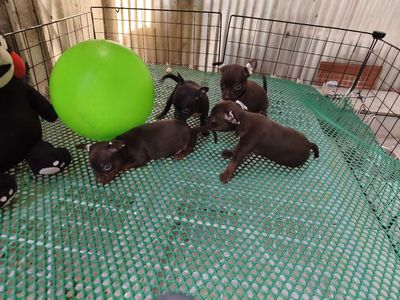 Chihuahua mini – 3 trai socola & 1 gái đen