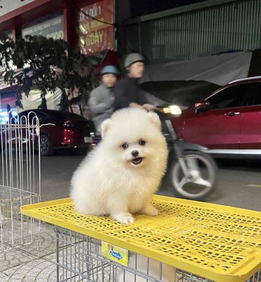 Pom thái mini trắng tinh ngọc trinh có giấy tờ. Mua bán Chó tại Quận Thanh Khê Đà Nẵng được đăng bởi Chaien Pet Shop