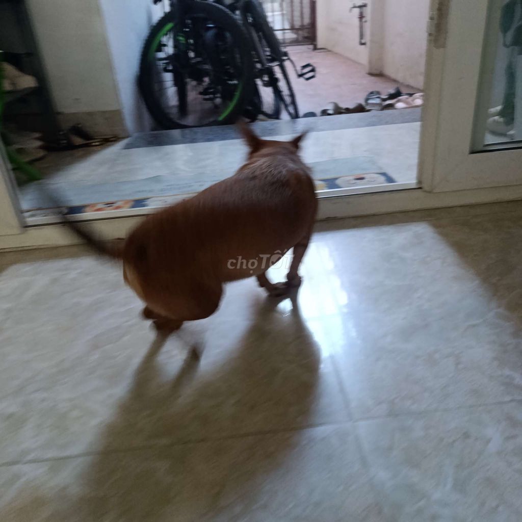 Chó Poodle Nâu. Mua bán Chó tại Huyện Hoài Đức Hà Nội được đăng bởi A huynh hình 1