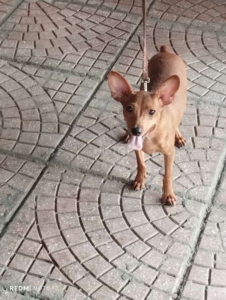 Chó cảnh Nâu Cái Đực Gần 3 tháng. Mua bán Chó tại Quận Đống Đa Hà Nội được đăng bởi Huế hình 1