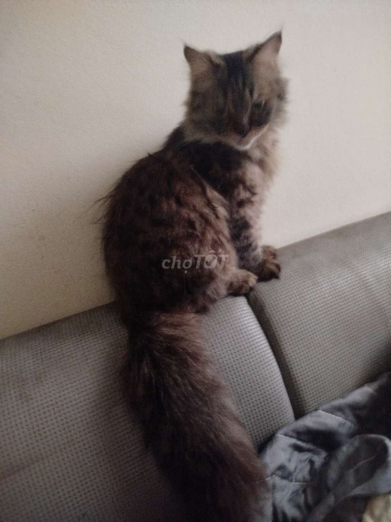 Do bị xoang nên muốn tìm chủ mới cho bé. Mua bán Mèo tại Quận Cầu Giấy Hà Nội được đăng bởi li lom ly hình 1