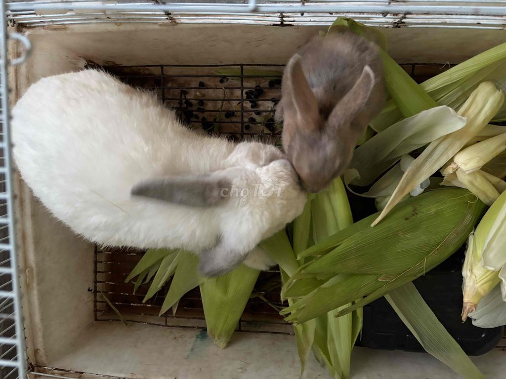 Thỏ Trắng Nâu 2 con. Mua bán Thú cưng khác tại Quận Bình Tân Tp Hồ Chí Minh được đăng bởi Thuý hình 1