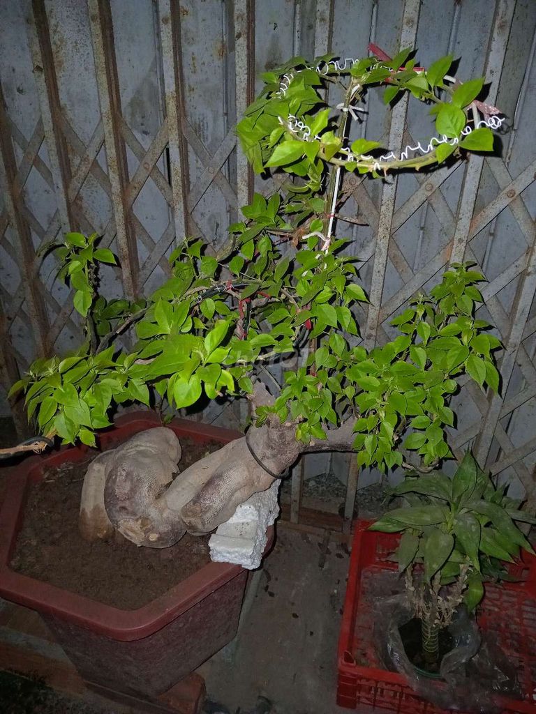 Ban cay canh bonsai