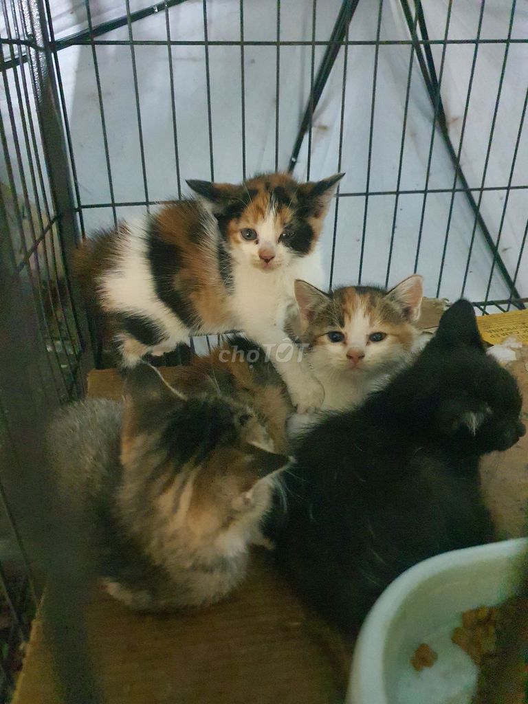 Mèo Tabby vện 3 tháng tuổi. Mua bán Mèo tại Quận Ba Đình Hà Nội được đăng bởi chi Dang hình 1