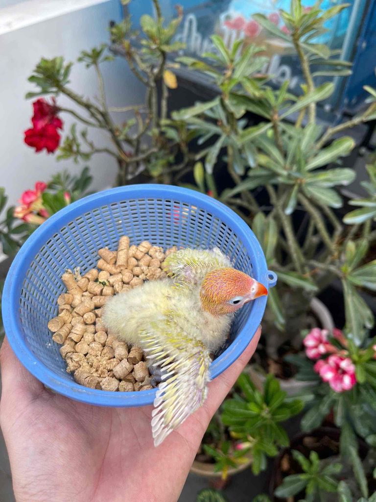 vẹt lovebird khôn quấn chủ