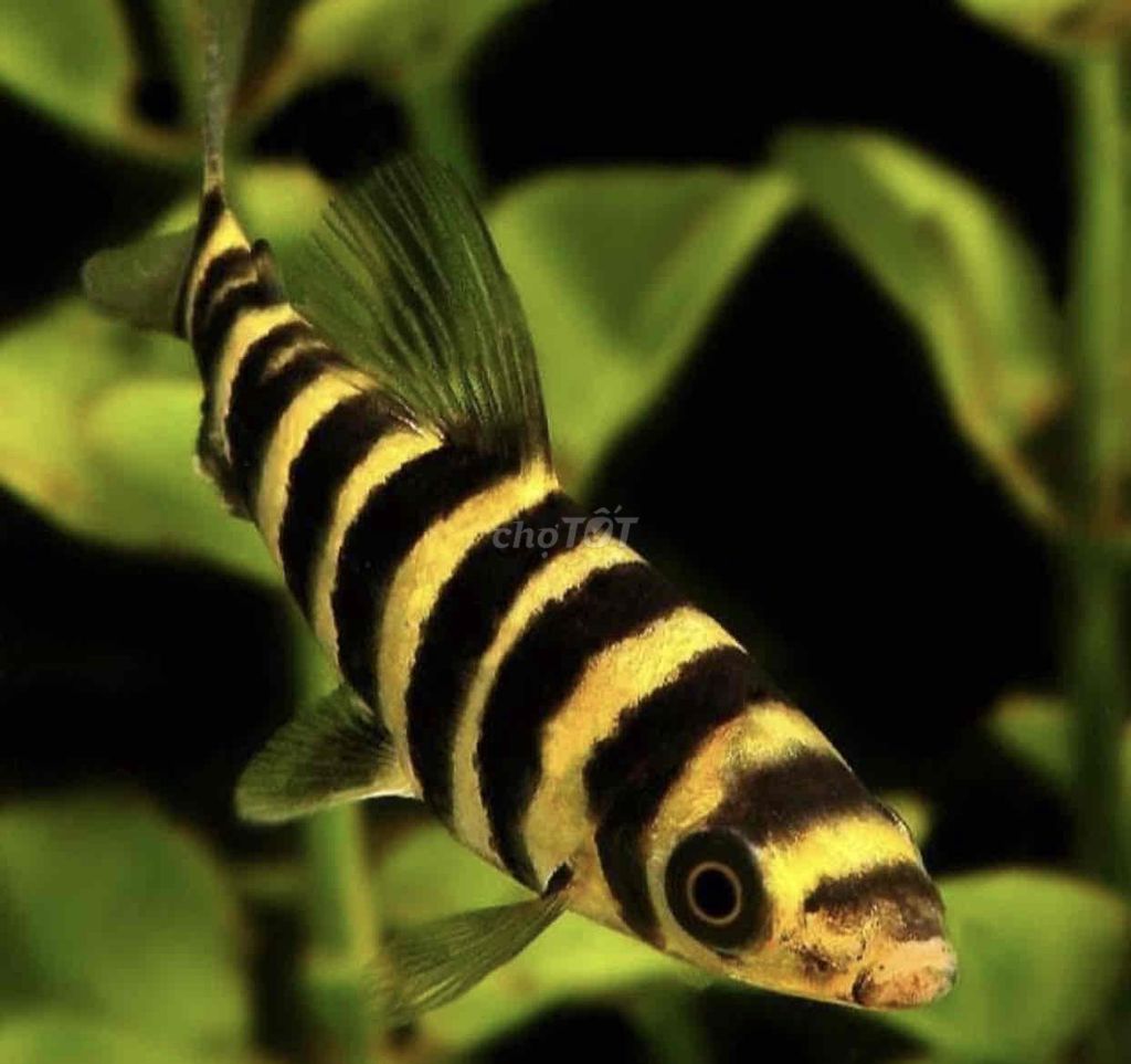 Cá Ong Vàng 9 Sọc size 10-15cm