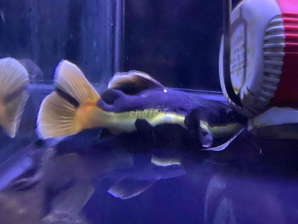 Hồng vỹ. Mua bán Thú cưng khác tại Quận Tân Bình Tp Hồ Chí Minh được đăng bởi chuyên thanh lí cá rẻ hình 1