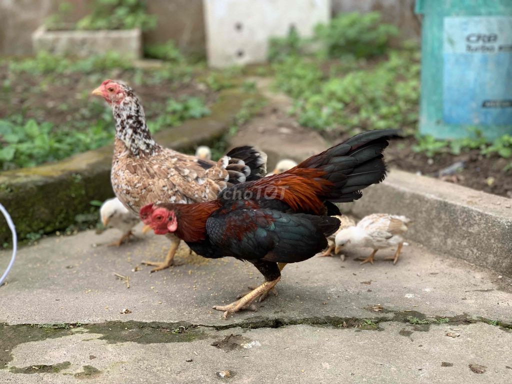 Gà Tre Bắc Cộc. Mua bán Gà tại Huyện Vũ Thư Thái Bình được đăng bởi Ngoc tân hình 1