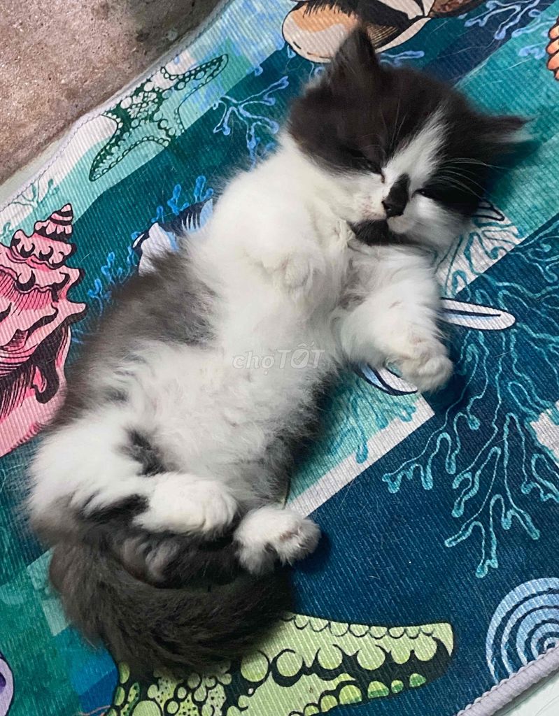 Mèo Anh Lông ngắn chân lùn , đực , thuần chuẩn. Mua bán Mèo tại Thành phố Thủ Dầu Một Bình Dương được đăng bởi Kim hình 1