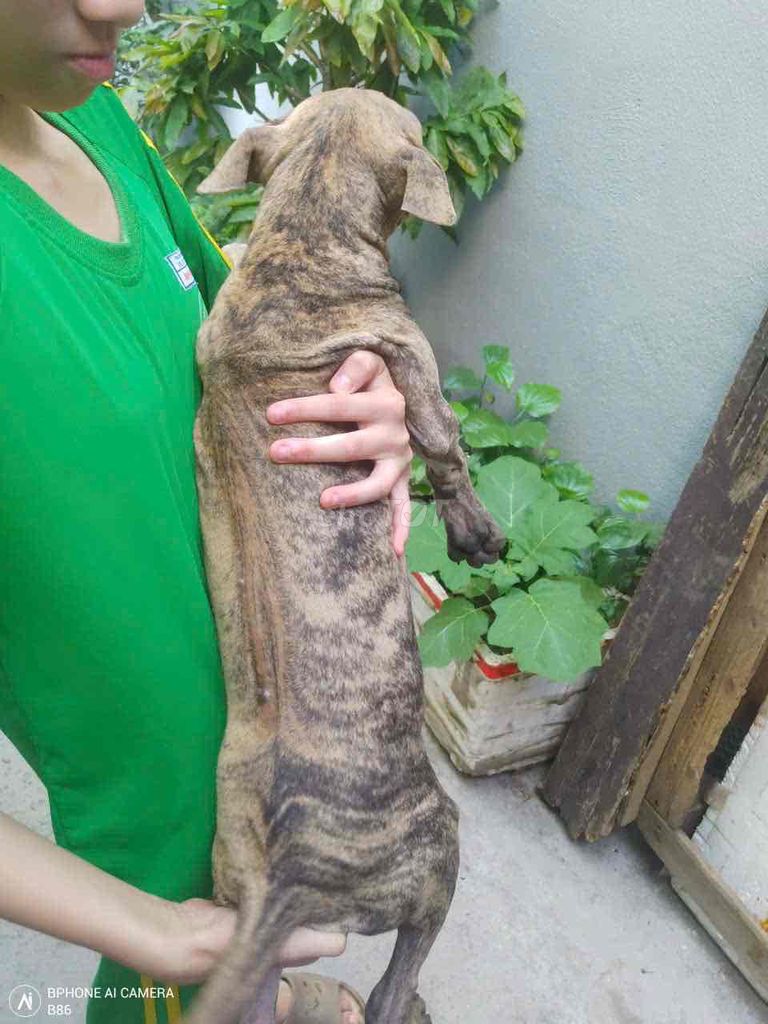 Chó Phú Quốc 3 tháng tuổi. Mua bán Chó tại Quận Liên Chiểu Đà Nẵng được đăng bởi A Đoàn hình 1