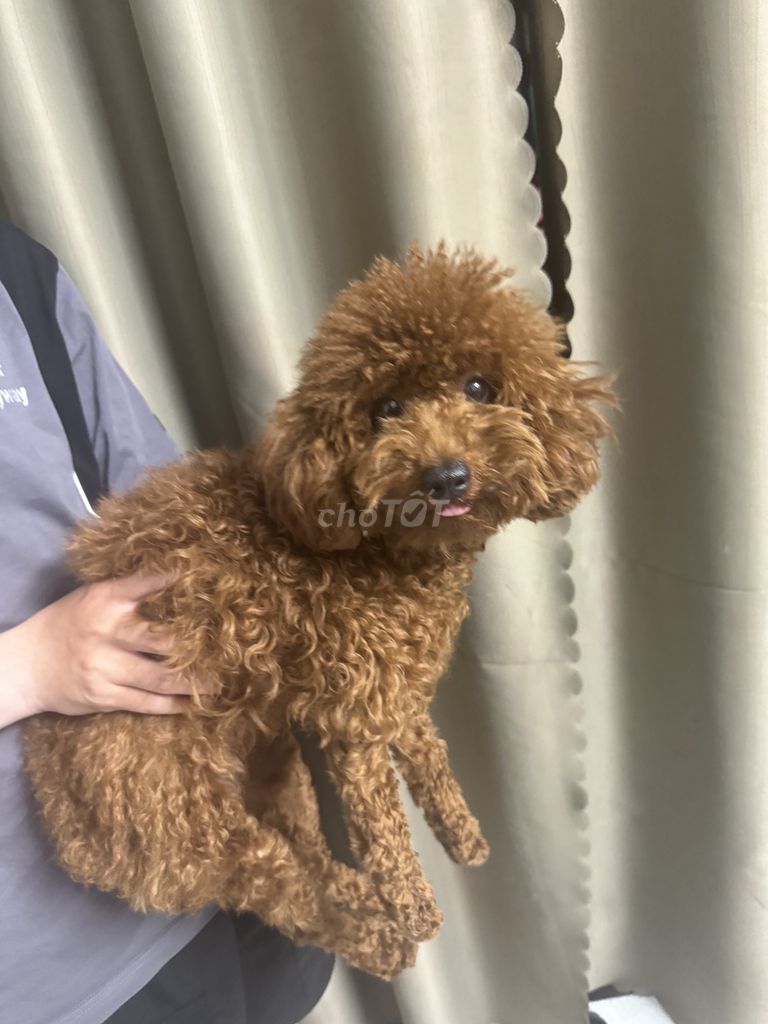 Poodle ,nâu,dưới 1 năm tuổi,ngoan