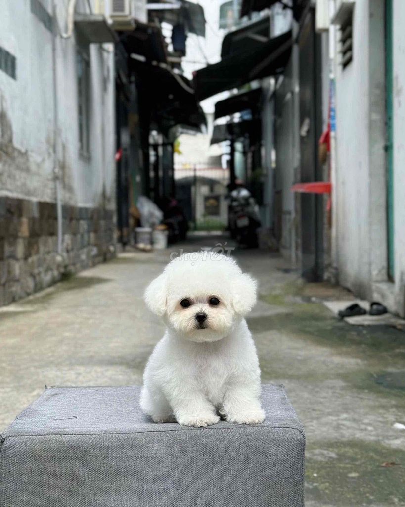 Chó Poodle thuần chủng. Mua bán Chó tại Quận Gò Vấp Tp Hồ Chí Minh được đăng bởi Thái Hoà hình 1