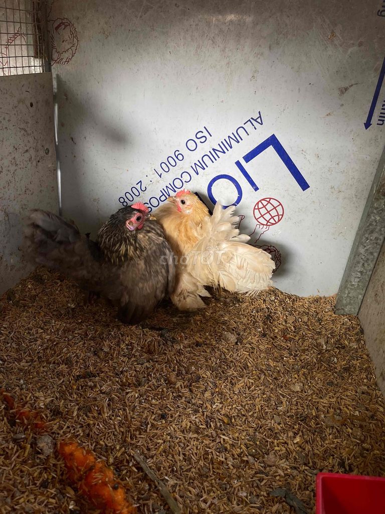 serama cho ae cần. Mua bán Gà tại Huyện Long Thành Đồng Nai được đăng bởi Hoàng Huỳnh hình 1