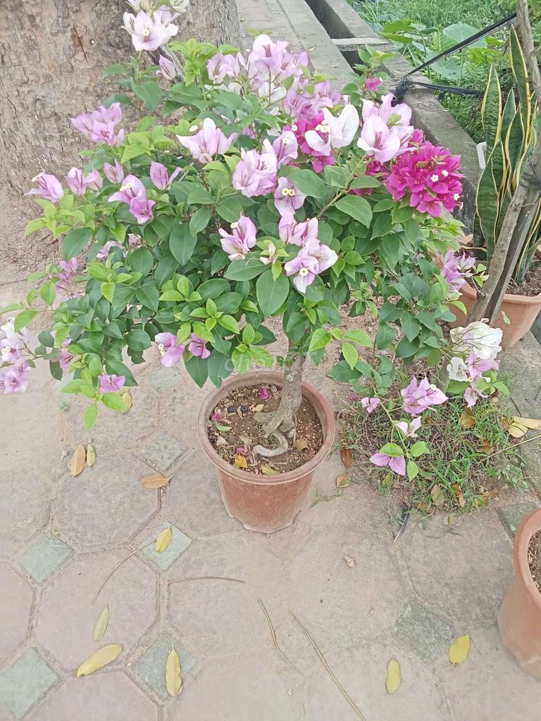 Hoa giấy Tím tuyết. Mua bán Cây cảnh, đồ trang trí tại Huyện Đông Anh Hà Nội được đăng bởi nghiêm đình cường  hình 1
