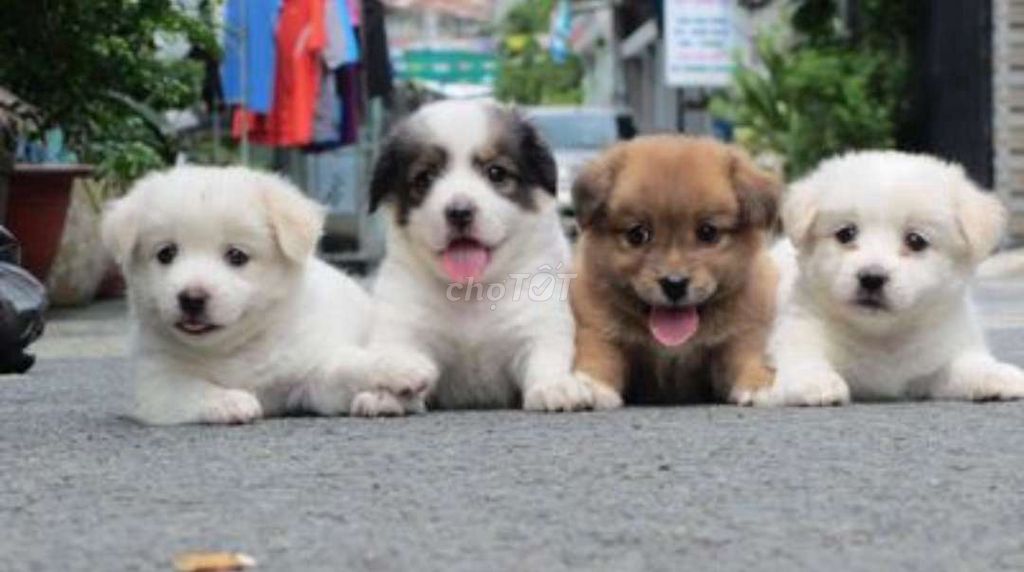 Chó corgi nhật mập lùn 2 tháng. Mua bán Chó tại Quận 11 Tp Hồ Chí Minh được đăng bởi Minh nguyễn  hình 1