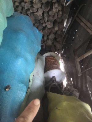 rulo. Mua bán Đồ chuyên dụng, Giống nuôi trồng tại Huyện Chợ Gạo Tiền Giang được đăng bởi Thuong Nguyen