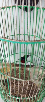 Hút mật 7 màu. Mua bán Chim tại Thành phố Thủ Đức Tp Hồ Chí Minh được đăng bởi Quyền 