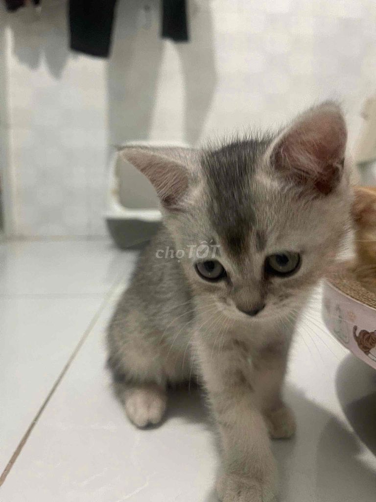 Mèo ALN, 3 tháng tuổi, tai cụp
