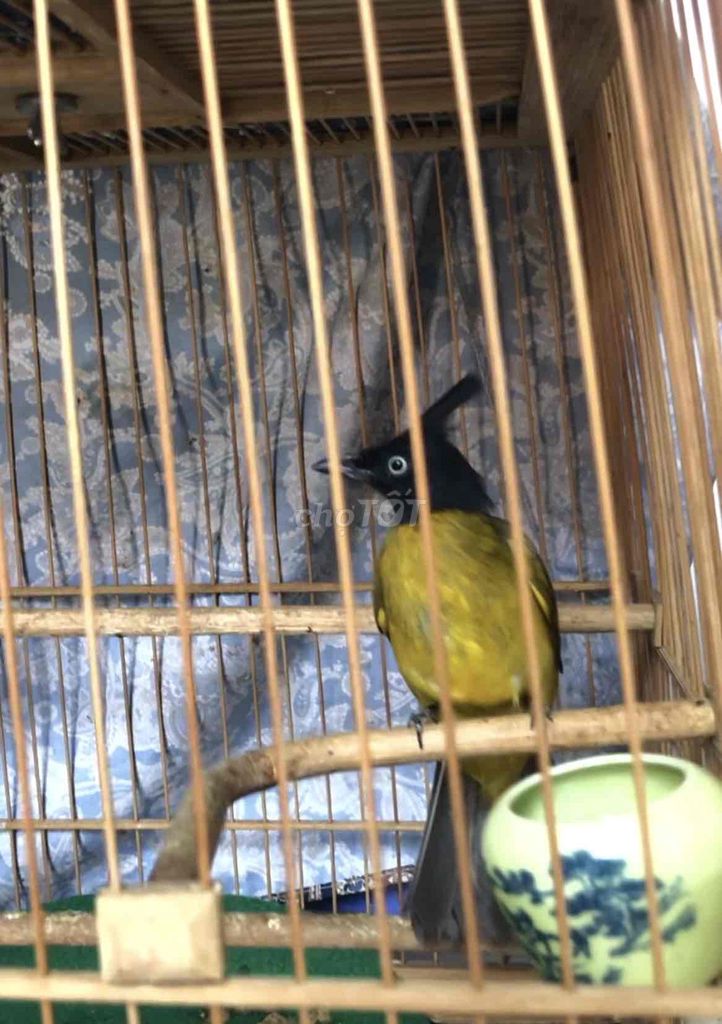 mào indo + mào núi. Mua bán Chim tại Huyện Nhà Bè Tp Hồ Chí Minh được đăng bởi cường hình 1