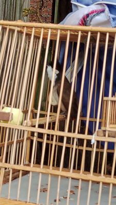 Quảng Nam 2m. Mua bán Chim tại Huyện Hóc Môn Tp Hồ Chí Minh được đăng bởi Việt