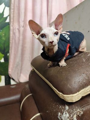 Gả 1 bé 2 tr có 7 bé. Mua bán Mèo tại Thị xã Bến Cát Bình Dương được đăng bởi TÈO LÊ