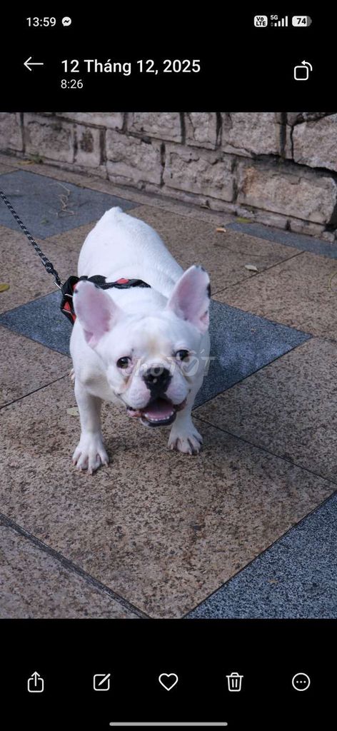 Chó Bull Pháp trắng cần ba mẹ mới. Mua bán Chó tại Thành phố Thủ Đức Tp Hồ Chí Minh được đăng bởi võ văn cường hình 1