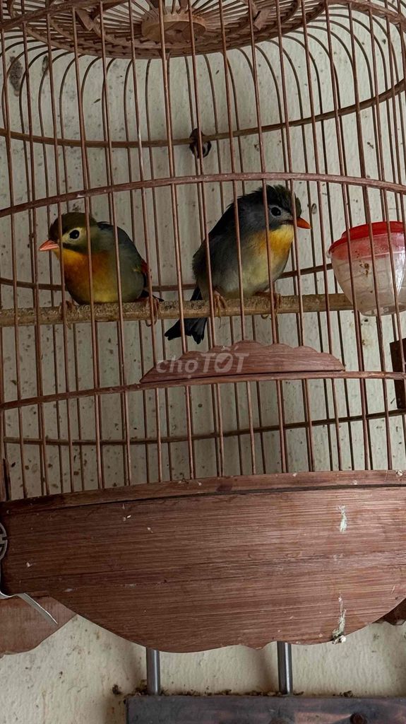 Chim Quế lâm trống mái. Mua bán Chim tại Huyện Đông Anh Hà Nội được đăng bởi Mạnh Linh hình 1
