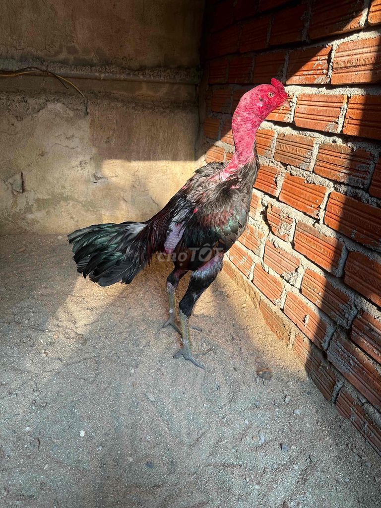 bán e tía như hình. Mua bán Gà tại Quận Ngũ Hành Sơn Đà Nẵng được đăng bởi Lai gà tam kỳ  hình 1