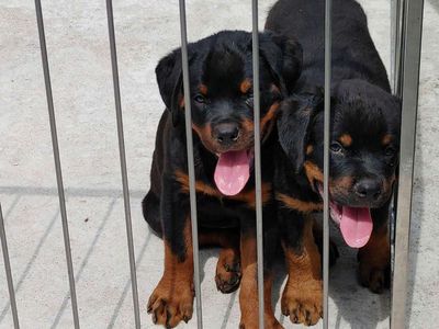 Rottweile cái