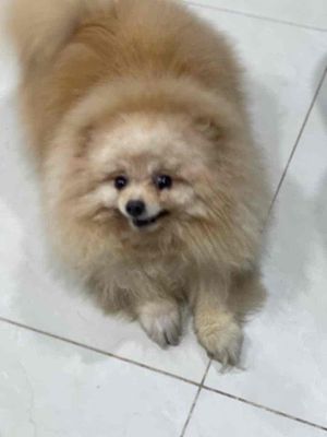 Chó Fox sóc mini Cái Vàng 18 tháng