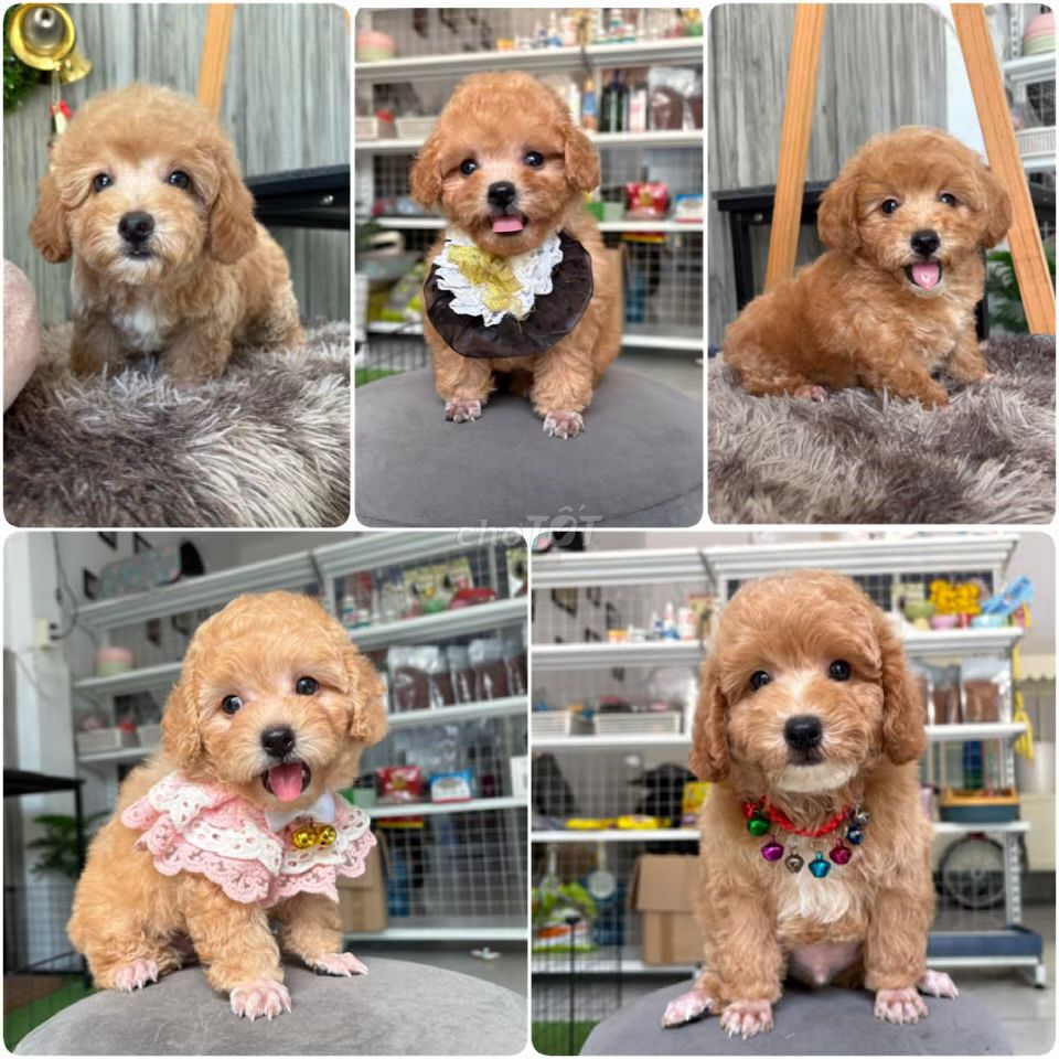 chó Poodle tiny toy - đủ màu trắng kem vàng mơ. Mua bán Chó tại Quận 4 Tp Hồ Chí Minh được đăng bởi Poodle Sài Gòn hình 1