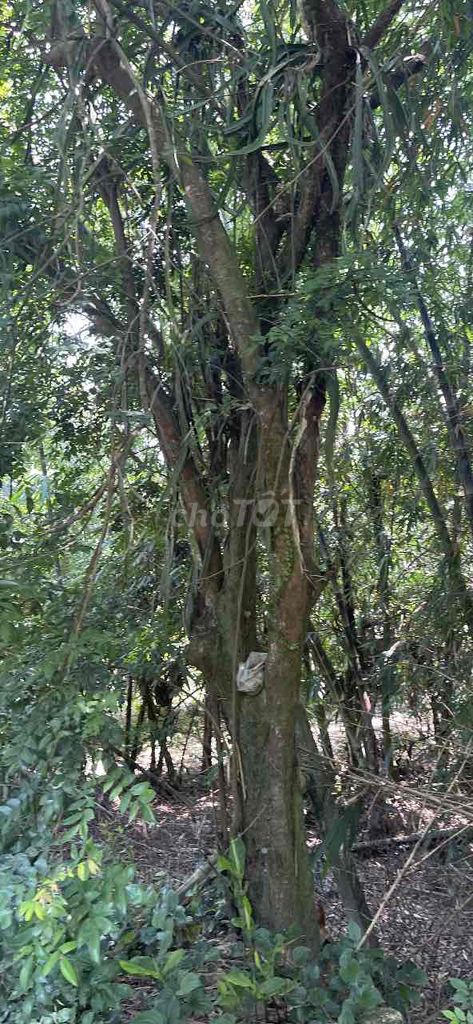 Cây cảnh 35 năm tuổi. Mua bán Cây cảnh, đồ trang trí tại Thị xã Hương Thủy Thừa Thiên Huế được đăng bởi Lê Thiện Huy hình 1