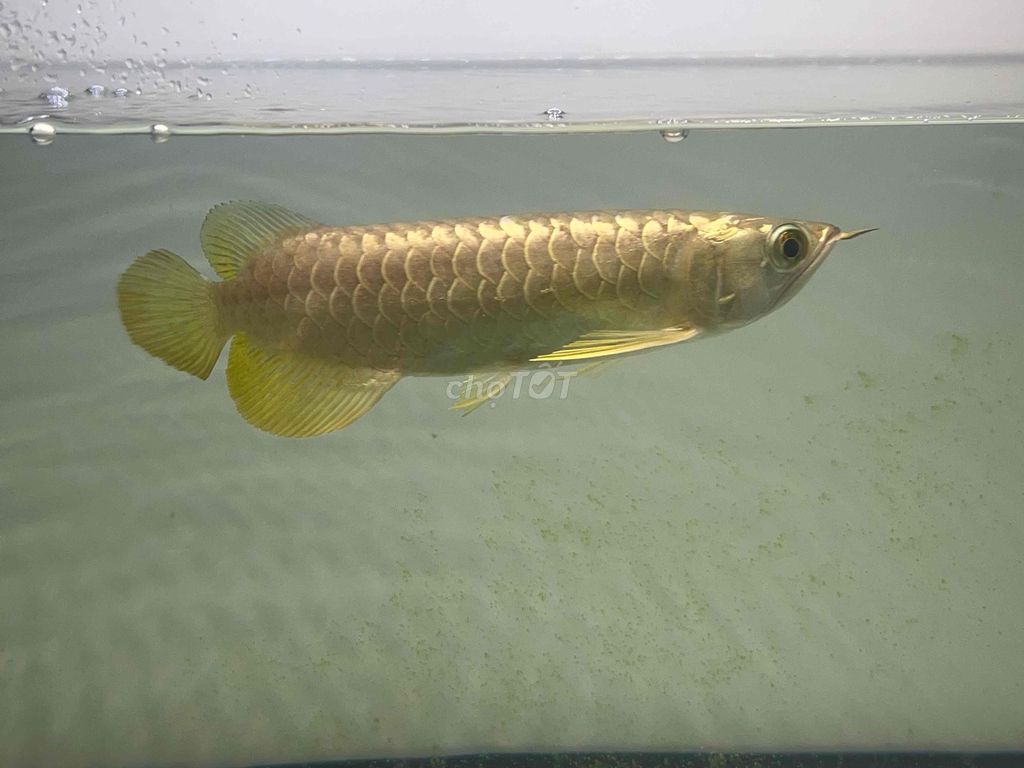 Cá rồng 24k9999 25cm. Mua bán Thú cưng khác tại Thành phố Thủ Đức Tp Hồ Chí Minh được đăng bởi Nguyễn Hồng Đức Phát  hình 1
