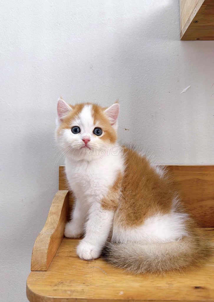 Mèo Anh lông ngắn - BicolorGolden - thuần chủng. Mua bán Mèo tại Thành phố Thủ Đức Tp Hồ Chí Minh được đăng bởi My Nguyễn hình 1