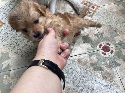 Bé cần tìm chủ mới ạ. Mua bán Chó tại Quận 6 Tp Hồ Chí Minh được đăng bởi Tất Thành