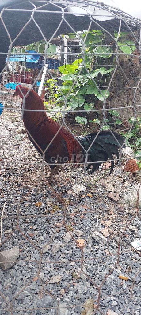 Con ga 2k3 . Gia 700k. Mua bán Gà tại Thành phố Thuận An Bình Dương được đăng bởi Trần Bảo Linh hình 4