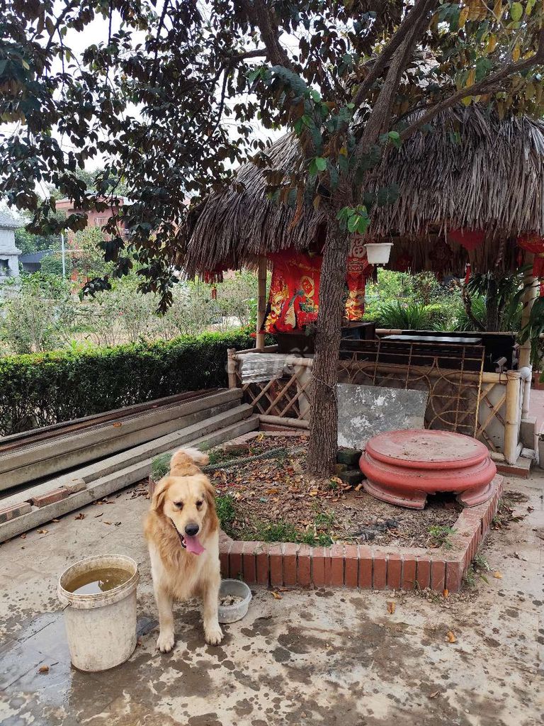 Chó Golden Retriever đực 3 tuổi Vàng. Mua bán Chó tại Quận Lê Chân Hải Phòng được đăng bởi Đình Đức hình 1