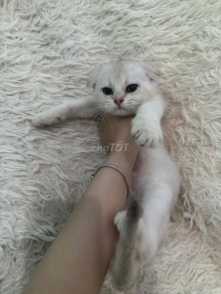 Mèo Anh lông ngắn đực 2 tháng rất bám người. Mua bán Mèo tại Quận Gò Vấp Tp Hồ Chí Minh được đăng bởi An hình 1