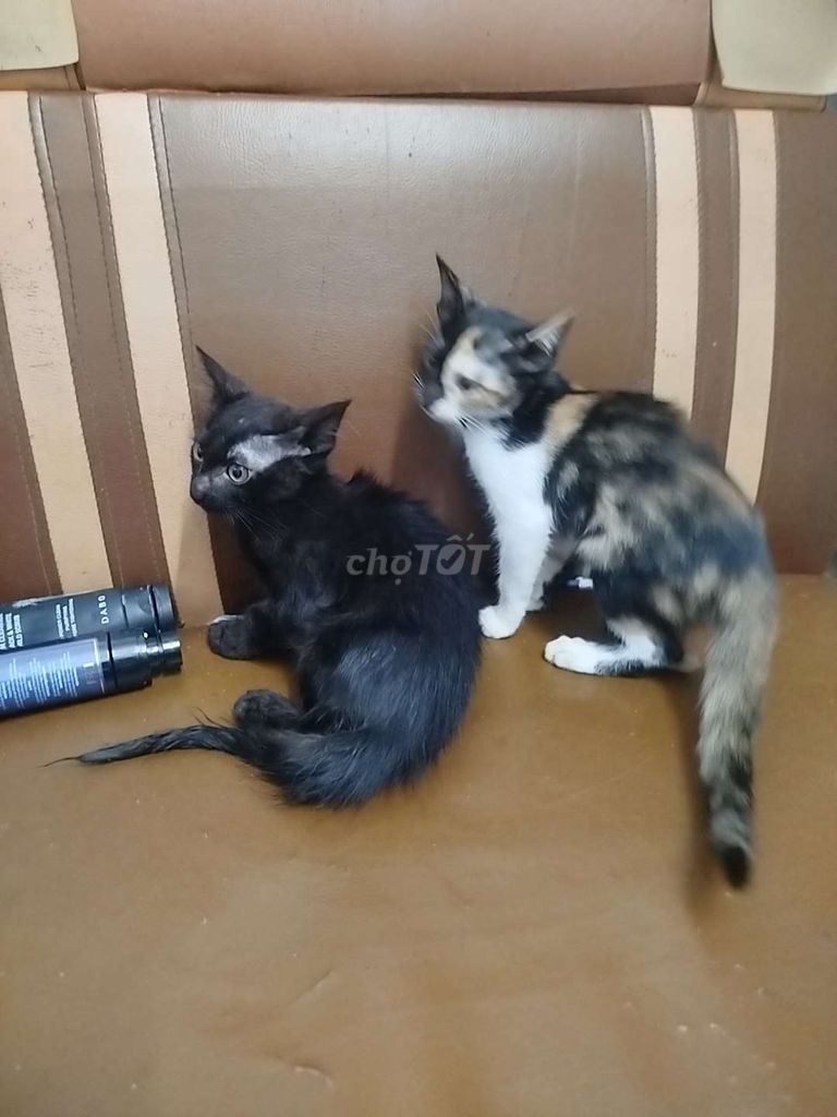 Mèo ta đen, tam thể hơn 2 tháng. Mua bán Mèo tại Huyện Thanh Trì Hà Nội được đăng bởi Nguyễn Văn Trung hình 1
