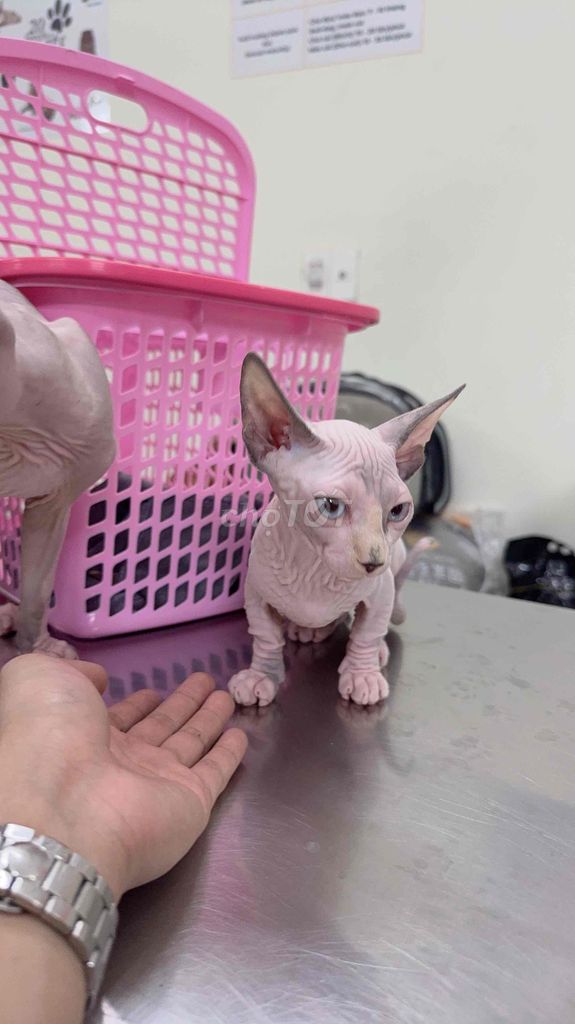 Mèo không lông Sphynx 3 tháng tuổi