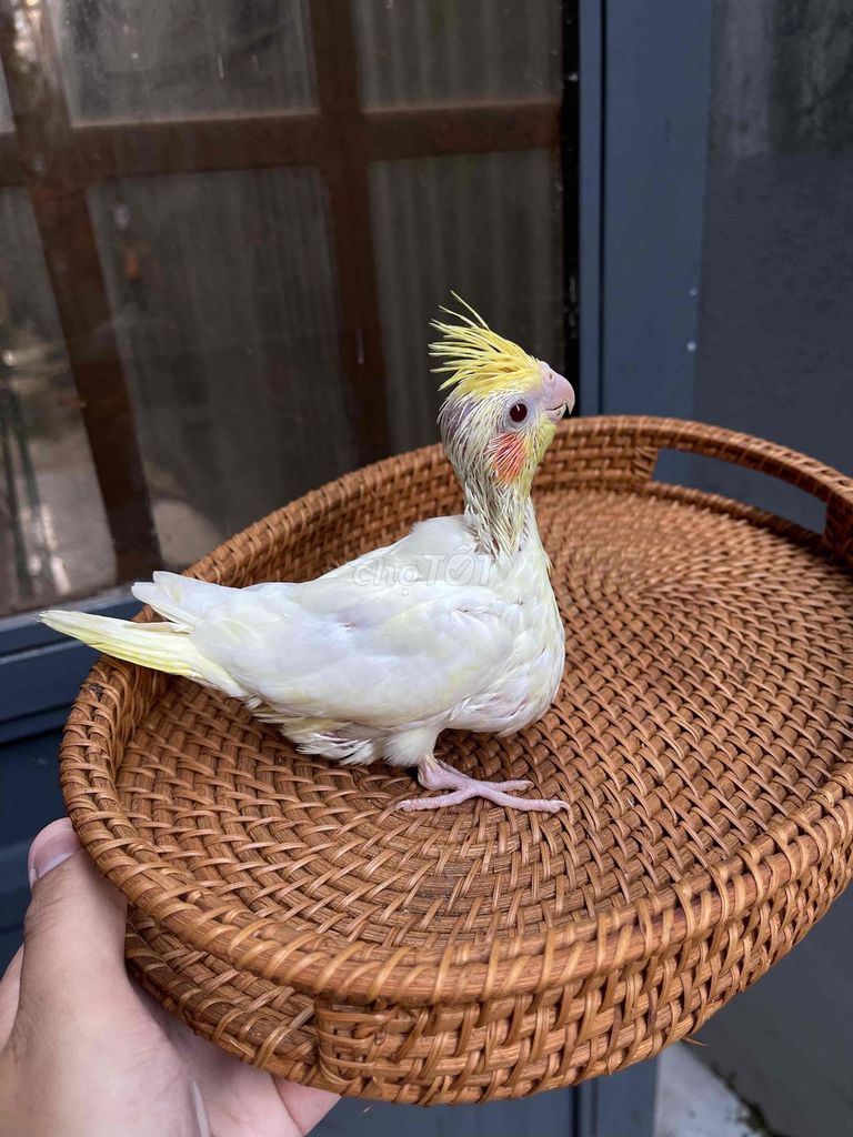 Vẹt Cockatiel non trắng vàng. Mua bán Chim tại Quận Sơn Trà Đà Nẵng được đăng bởi Vu Nguyen hình 1